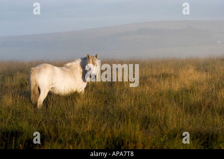 White poney Dartmoor dans la lumière du soleil du matin. Dartmoor National Park, Devon, UK Banque D'Images