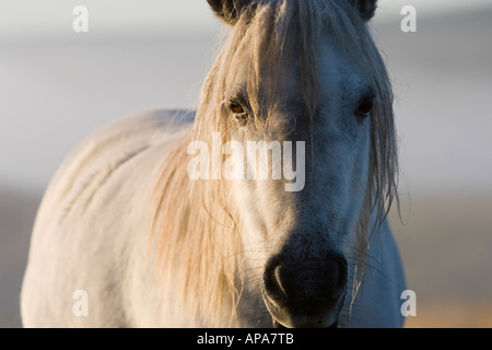 White poney Dartmoor dans la lumière du soleil du matin. Dartmoor National Park, Devon, UK Banque D'Images