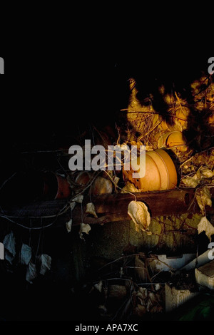 Pot de fleurs négligées dans la chaude lumière du soleil du matin moody parmi les feuilles mortes dans un ancien abri de jardin. Oxfordshire, Angleterre Banque D'Images