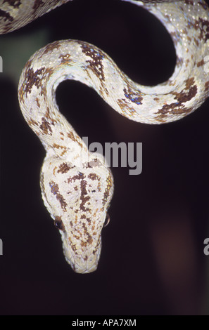 Amazon tree boa ( Corallus hortulanus ) attendent de proie , Parc national Madidi , Bolivie Banque D'Images