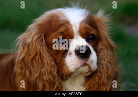 Cavalier King Charles Spaniel Banque D'Images
