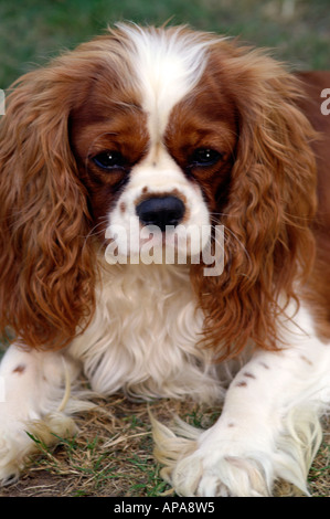 Cavalier King Charles Spaniel mâle Banque D'Images