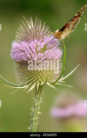 Vanessa cardui Painted Lady Butterfly se nourrissant de Cardère head Banque D'Images