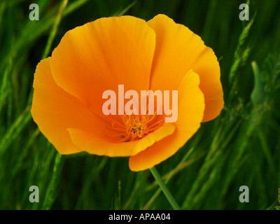 Pavot de californie Eschscholzia californica près de la Montagne de la table en Californie Banque D'Images