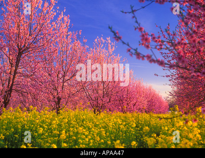 Fleurs rose pêche avec la moutarde jaune sauvages fleurissent dans un verger de pêchers Banque D'Images