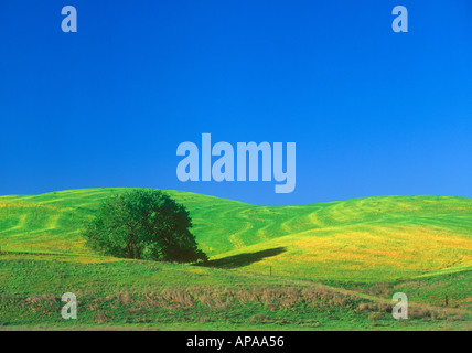 Un seul arbre de chêne dans le champs de blé de printemps près de la Vallée de Sacramento en Californie Banque D'Images