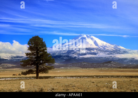 Mont Shasta en Californie du nord pendant l'hiver Banque D'Images