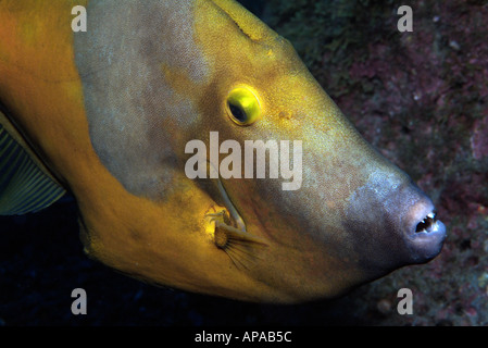 Des balistes Whitespotted dans le golfe du Mexique, au large de New York Banque D'Images