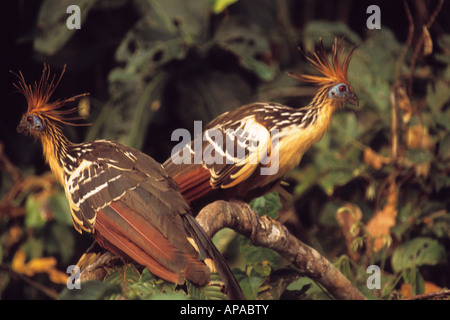 Hoatzins (Opisthocomus opithocamus), Parc national Madidi, Bolivie Banque D'Images