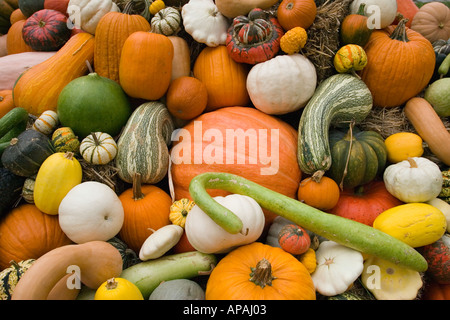 Citrouilles et courges calebasses à gogo. Banque D'Images