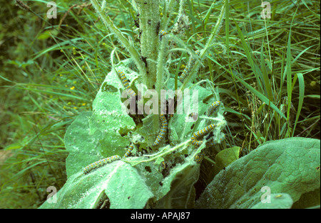 Les chenilles de papillon cucullia verbasci molène montrant des dommages à l'usine de Molène Banque D'Images