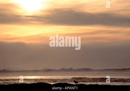 Sur les oiseaux de mer au lever du soleil le Parc Forestier de Catlins Otago ile sud Nouvelle Zelande Banque D'Images