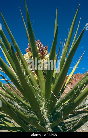 La floraison du yucca plante, Red Rock Canyon, Nevada, USA Banque D'Images