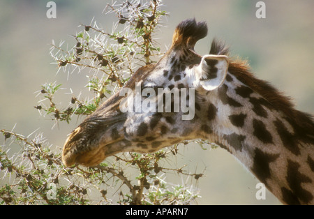 Girafe Masai en alimentation thorn acacia Banque D'Images