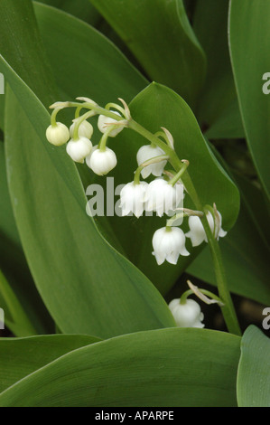 Le muguet fleurs et feuillage Banque D'Images