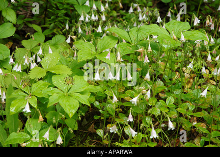 Twinflower poussant dans un bois ombragé Banque D'Images