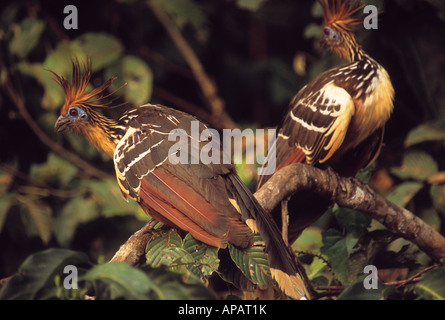 Hoatzins (Opisthocomus opithocamus), Parc national Madidi, Bolivie Banque D'Images