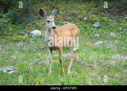 Le Cerf mulet au printemps Banque D'Images