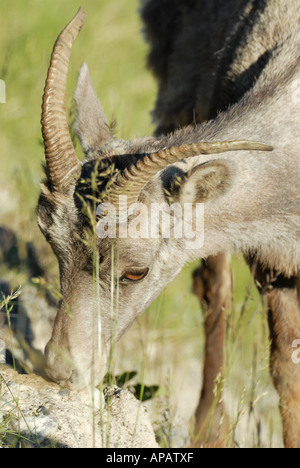 Close up sur les mouflons de lécher le sel de roche Banque D'Images