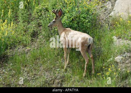 Le Cerf mulet ou Black-Tailed Deer un portrait classique montrant le bout noir à la queue Banque D'Images