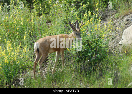 Le Cerf mulet ou Black-Tailed Deer un portrait classique montrant le bout noir à la queue Banque D'Images