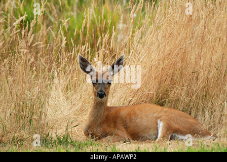 Black-tailed deer resting Banque D'Images