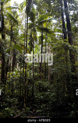 Yidney Scrub Rain Forest sur Fraser Island Queensland Australie. Il abrite des arbres Satinay, des palmiers Picabeen et des arbres Scribbly Gum. Banque D'Images