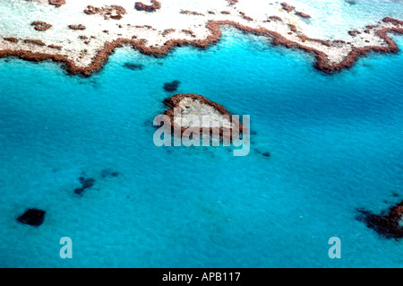 Coeur de corail sur la Grande Barrière de corail dans les Whitsunday Islands près d'Airlie Beach Queensland Australie Banque D'Images