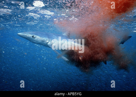 Requin bleu Prionace glauca se nourrir de krill Banque D'Images