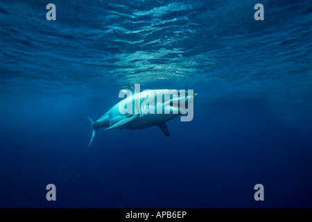 Requin blanc Carcharhodon carcharias Gaudalupe Island Pacific Ocean Banque D'Images