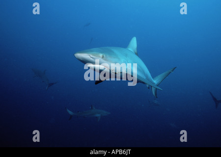 Carcharhinus perezi requin de récif des Caraïbes Banque D'Images