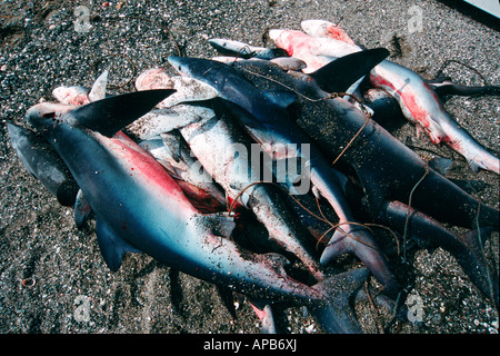 La pêche aux requins Requin bleu Prionace glauca Baja California Pacific Ocean Banque D'Images