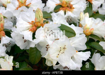 Fleurs de printemps la floraison des plantes de jardin Dame Neige Rhododendron Banque D'Images