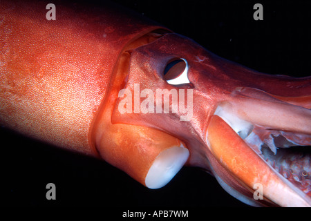 Le calmar de Humboldt dosidicus gigas mer de Cortez au Mexique Banque D'Images