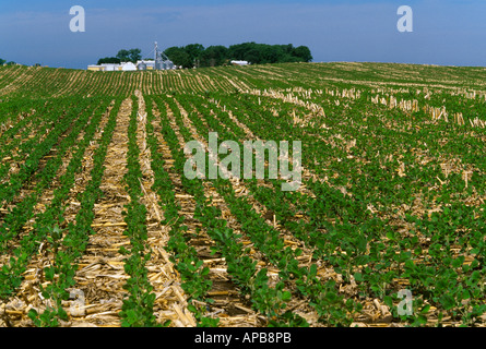 Agriculture - La croissance précoce le soya en semis direct dans de plus en plus de maïs / Minnesota, USA. Banque D'Images