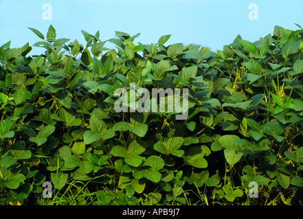 Agriculture - Weda d'une rangée de plants de soja / la croissance moyenne de l'Ohio, aux États-Unis. Banque D'Images