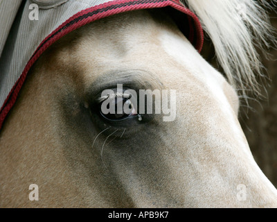 Close up of a Horse's eye. Banque D'Images