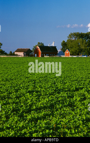 Un domaine de croissance moyenne à baldaquin entièrement soja in early morning light avec une grange rouge et ferme derrière / Iowa, États-Unis. Banque D'Images