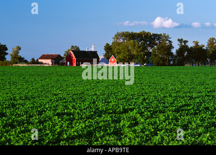 Un domaine de croissance moyenne à baldaquin entièrement soja in early morning light avec une grange rouge et ferme derrière / Iowa, États-Unis. Banque D'Images