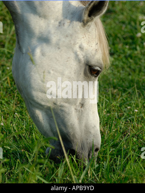 Cheval gris sur la droite de l'herbe de pâturage Banque D'Images