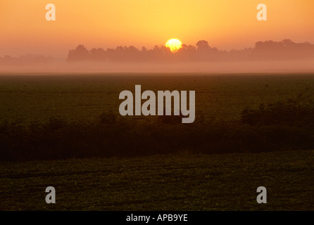 Agriculture - Lever du soleil sur la croissance moyenne des champs de soja sur un matin brumeux / le Mississipi, USA. Banque D'Images