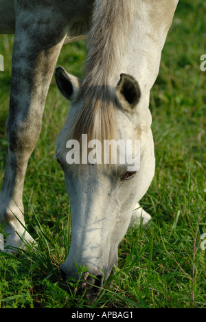 Cheval gris pâturage sur l'herbe de pâturage Banque D'Images