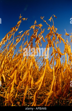 Agriculture - Low angle view of mature prêt de la récolte des plantes de soja en fin d'après-midi / lumière près de St Adolphe, Manitoba, Canada. Banque D'Images