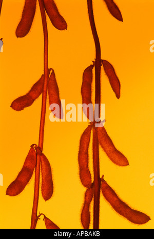 Agriculture - Closeup of soybean pods mature illuminée et silhouetté par sunset light / Manitoba, Canada. Banque D'Images