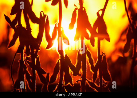 Agriculture - Closeup of silhouetté gousses de soja à maturité avec le soleil couchant en arrière-plan / Manitoba, Canada. Banque D'Images