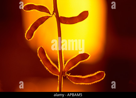 Agriculture - Closeup of silhouetté gousses de soja à maturité avec le soleil couchant en arrière-plan / Manitoba, Canada. Banque D'Images