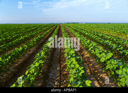 La croissance précoce réduit du sol le coton, des rainures de la sidedress sarcle indique une application d'engrais de l'azote / USA. Banque D'Images