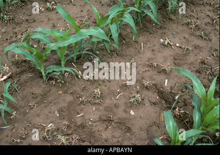 Le contrôle sélectif des mauvaises herbes à larges feuilles dans une récolte de maïs jeune Alsace France Banque D'Images