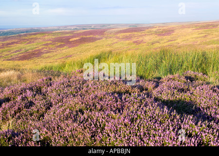 Heather sur Westerdale Moor, regard vers Danby haute lande et Castleton Rigg dans le North York Moors National Park, Royaume-Uni Banque D'Images