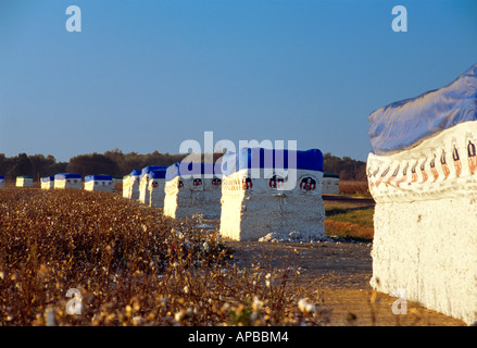 Modules de coton alignés le long d'un rang, dans un champ moissonné en attente de transport vers un gin de coton pour le traitement / Mississippi. Banque D'Images